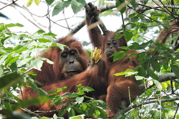 4 Day Jungle Adventure including 2 day trek