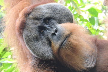 6 Day Extreme North Sumatra Adventure - Volcano Climb Rafting Overnight Jungle Trek Caving