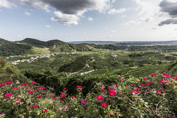 Half Day Tour to the Land of Prosecco with Lunch Included