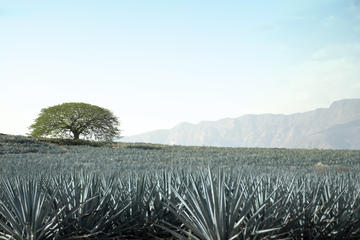 Tequila Half-Day Tour: Horseback Riding, Agave Fields and Tasting