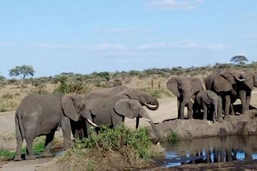 6-Day Nature and Beyond Safari
