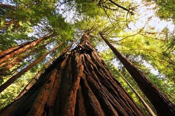 Small Group Muir Woods and Sausalito Tour