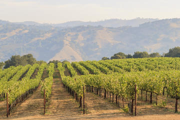 Small Group Muir Woods and Wine Country Tour