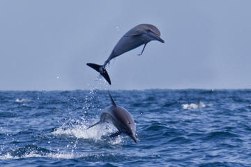 Dolphin Watching Cruise from Muscat
