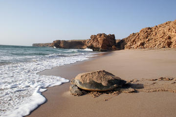 Turtles By Night