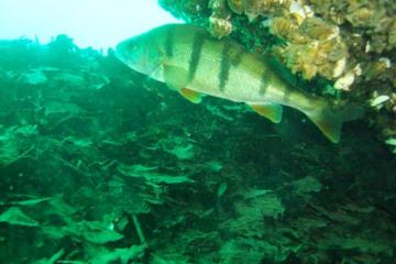 PADI Discover Scuba Diving Course from Geneva