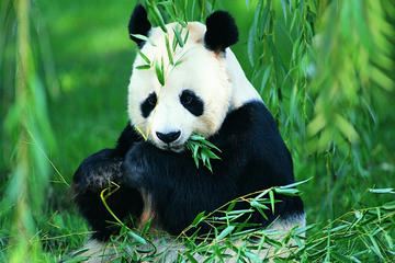 Chengdu Private Day Tour: Pandas, Kuanzhai Ancient Street, and Jinli Ancient Street