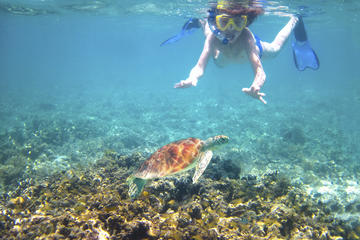 Turtle Reef Kayak Tour