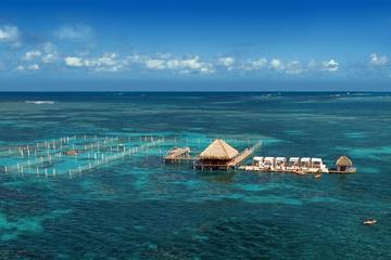 Reef Explorer Half Day Trip