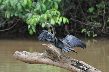 Caño Negro Wildlife Refuge Day Trip from Arenal
