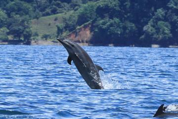 Dolphin watching mangrove snorkeling tour at Golfo Dulce in the Pacific side