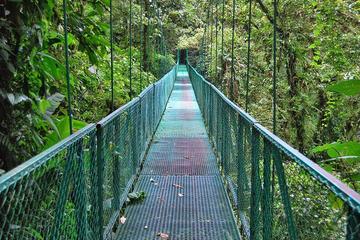 Full day Monteverde from San Jose hanging bridge and Reptile Amphibians watching