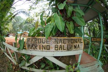 Marino Ballena National Park Hike and Wildlife Watching Tour at Puntarenas