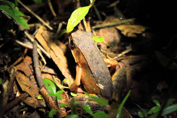Night tour near of San Jose watch spider frog and many more with this walking
