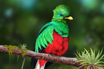Quetzales scarlet macaws and birds watching tour in San Gerardo de dota San Jose