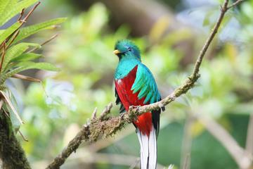 San Gerardo de Dota and Savegre river bird watching and nature guided cloud forest tour at Talamanca