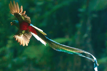 Savegre guided quetzal and wildlife observation tour at Talamanca