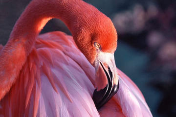 Celestun National Park and Flamingos Tour from Merida
