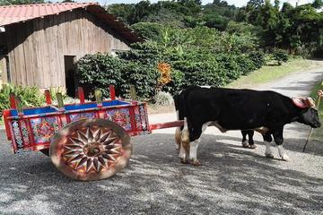 Coffee Tour 3 in 1 (Coffee Chocolate and sugar cane)
