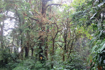 Monteverde Cloud Forest Hike from Monteverde