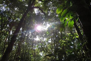 Monteverde Cloud Forest Hike plus Coffee Tour 3 in 1(Coffee Chocolate and sugar cane)