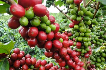 Monteverde Coffee tour From La Fortuna