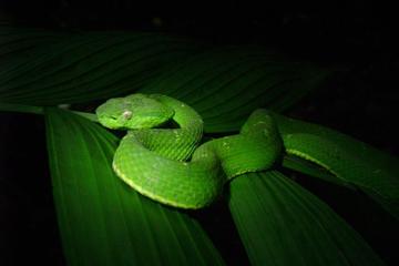 Night Walk Tour