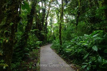Santa Elena Cloud Forest Reserve Walk