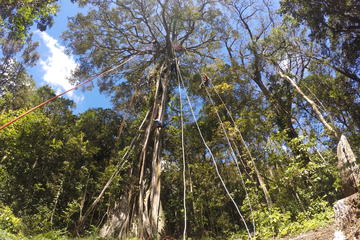 TREE TOP CLIMBING MONTEVERDE