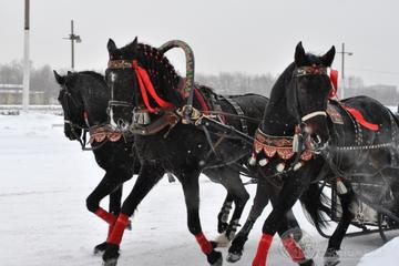 Private Half-Day Tour of St Petersburg's Royal Suburbs Including a Horse Ride in a Traditional Russian Sleigh