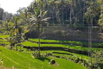 Full-Day Private Ubud Highlights Tour