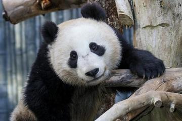 San Diego Zoo with Transport from Anaheim