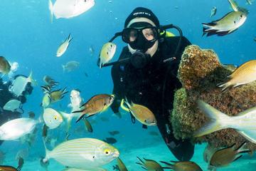 Fuerteventura 2-Day 4-Dive Scuba Diving Adventure