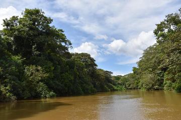 Authentic Experience at the Caño Negro Wetlands by Boat