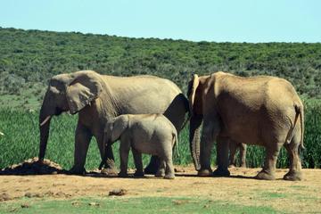2Day OR 3Day Weekend Wildlife Safari Tour