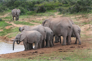 4 Day Cape to Addo Safari Tour