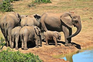 4 Day Kruger Safari (Tented)
