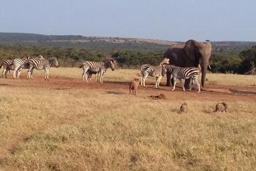6 Day Cape to Addo Safari