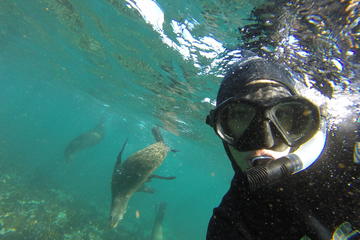 Seal Snorkeling