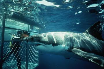 Shark Cage Diving Experience from Gansbaai