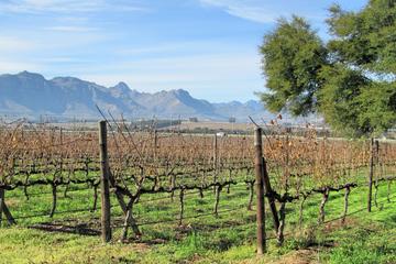 Wine Tasting Cape Town Winelands