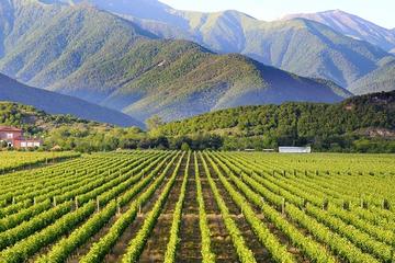 Tbilisi Full Day Private Wine Tour