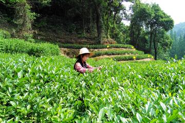Private Trip to Hangzhou from Shanghai by Bullet Train