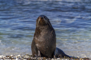 Small-Group Seal Colony and Wellington City Tour