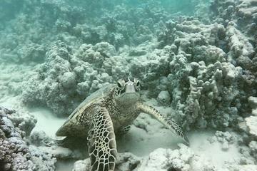 Guided Snorkel Tour