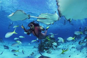 No Certification Required Guided Scuba Diving Tour