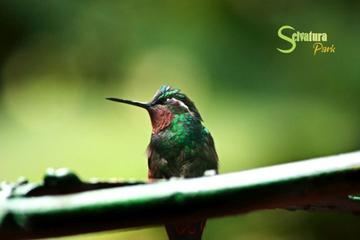 Canopy - Butterflies - Hummingbirds from Monteverde