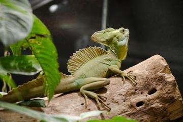 Canopy - Hanging Bridges - Insect Museum - Reptile and amphibian exhibition from Monteverde