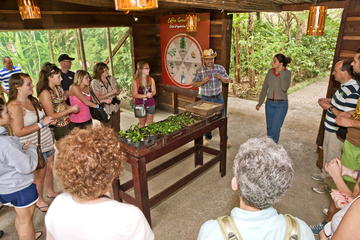 Coffee Tour from San José