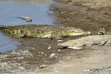 Crocodiles Safari Tour from Puntarenas